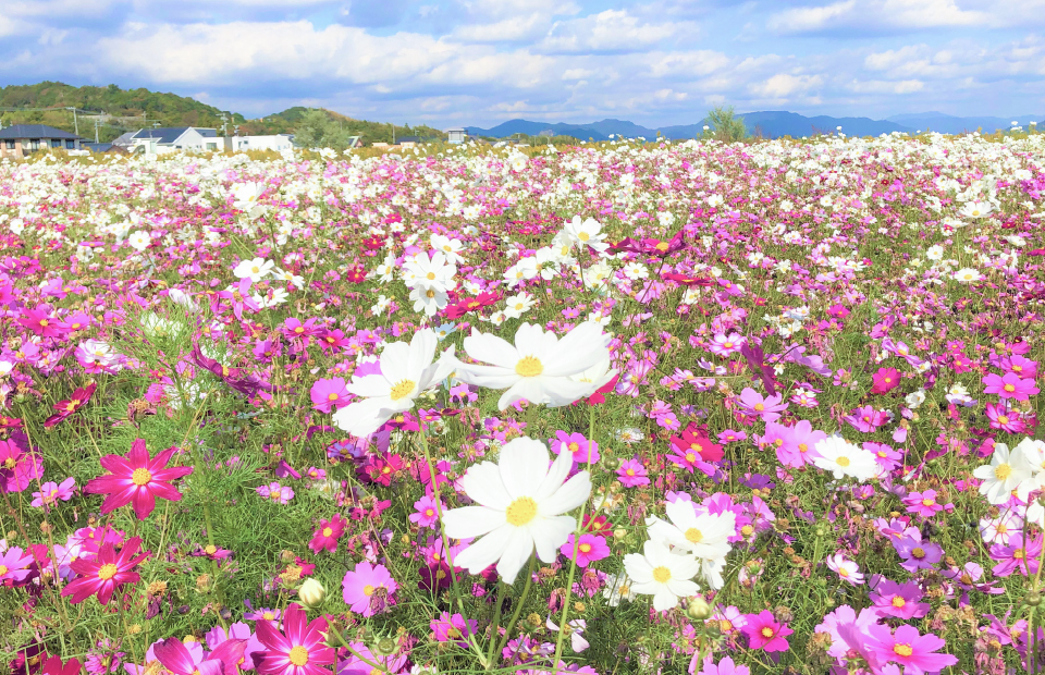 コスモス畑