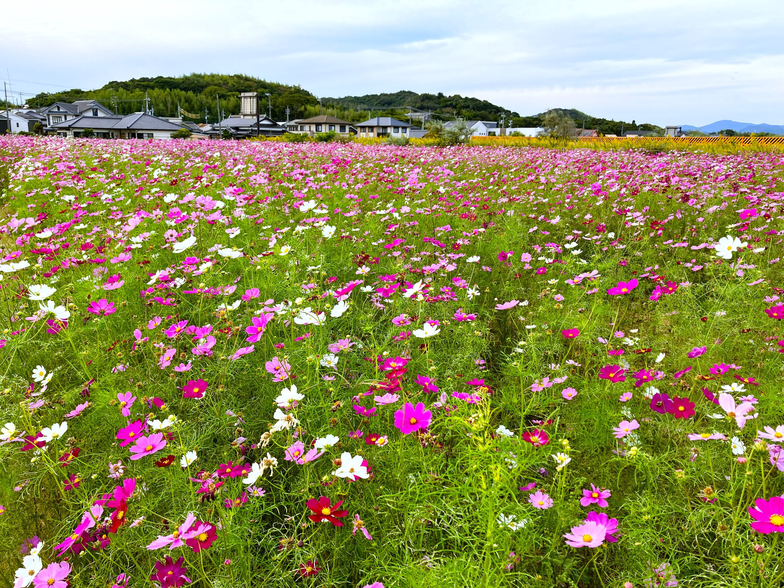 コスモス畑