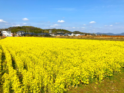 菜の花畑